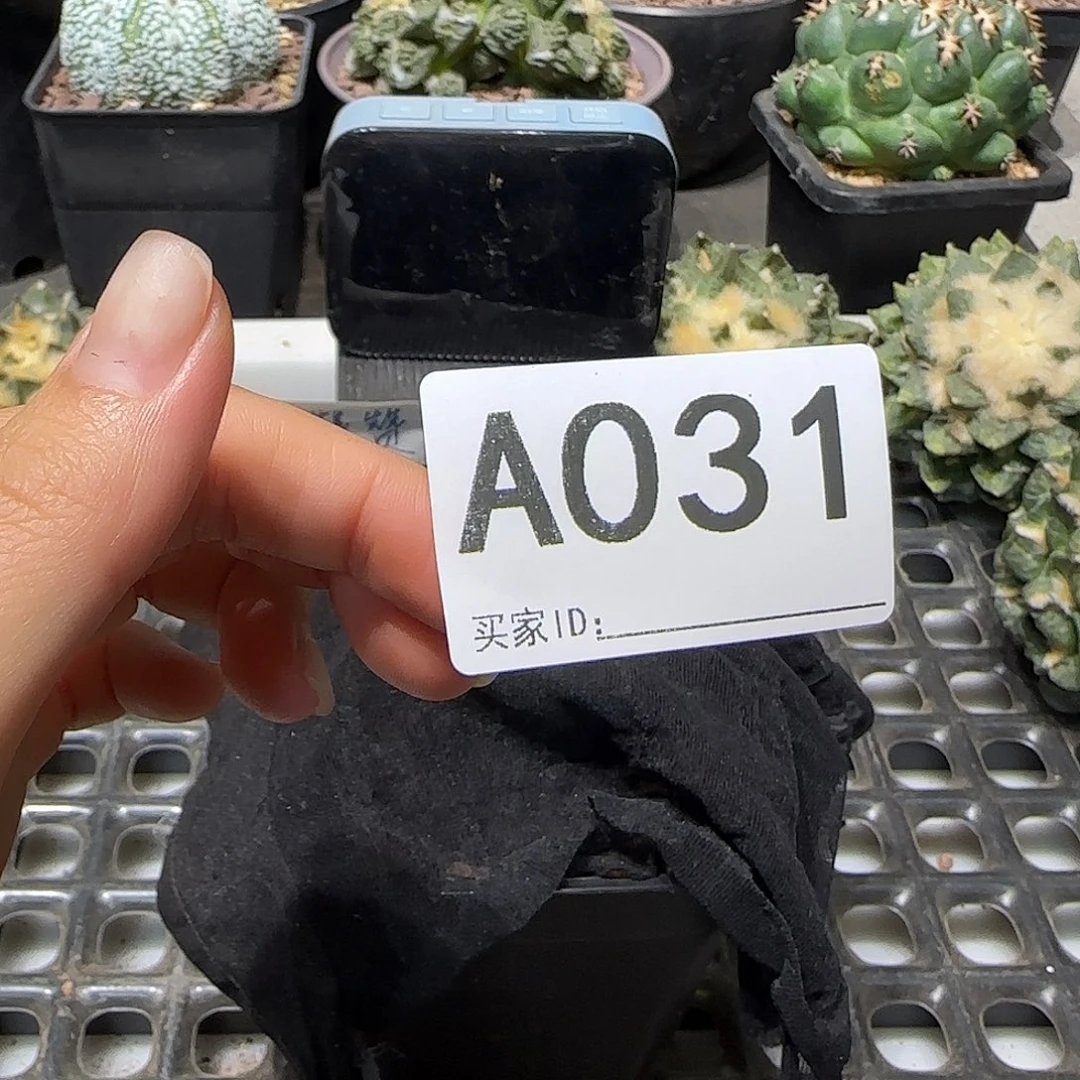 来***茶实生仙人球特价一颗