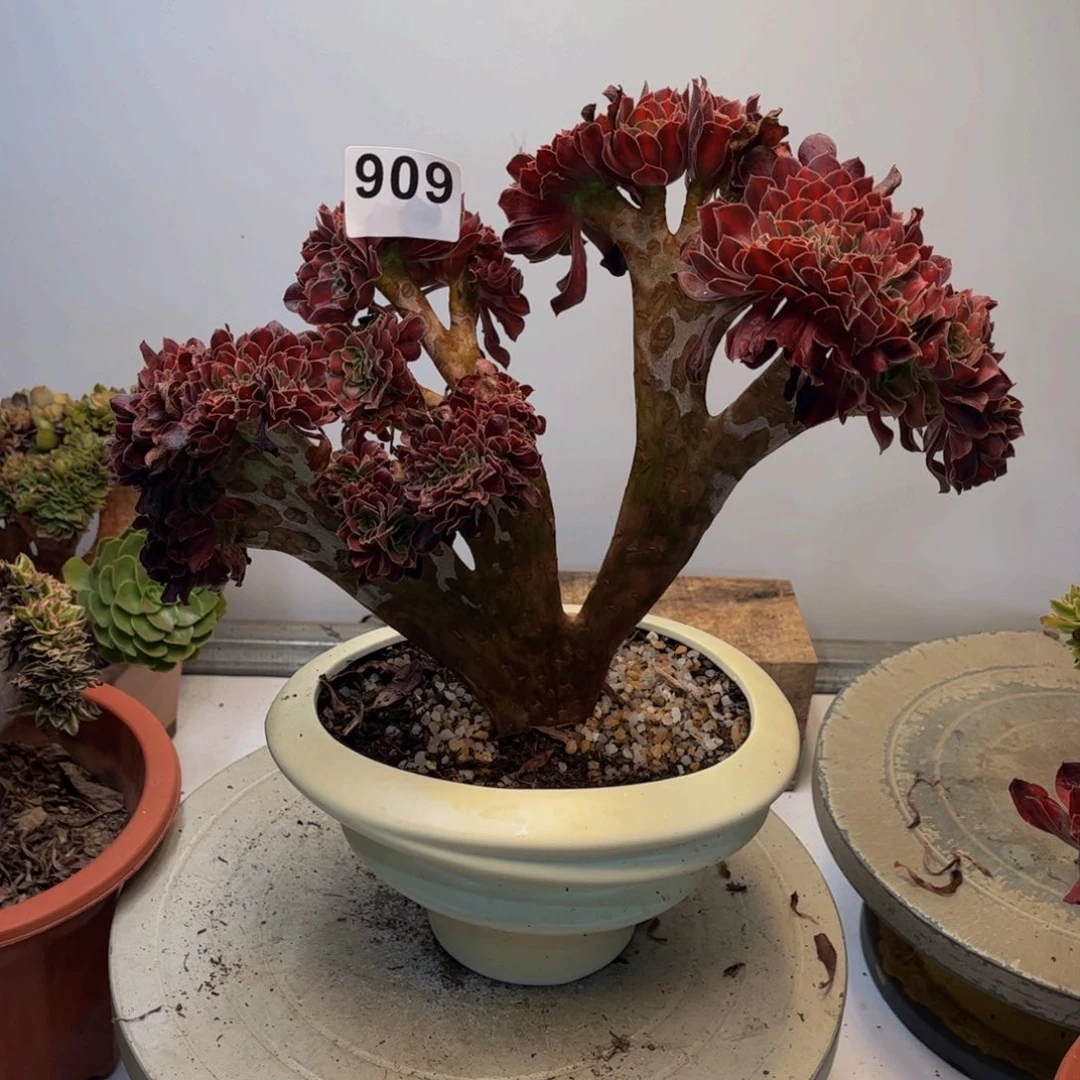多肉法师花纳锦缀909