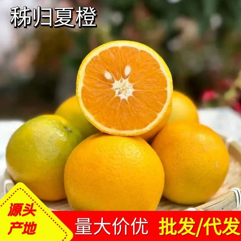 夏橙秭归新鲜水果摆摊榨汁当季时令橙子多汁薄皮手剥橙