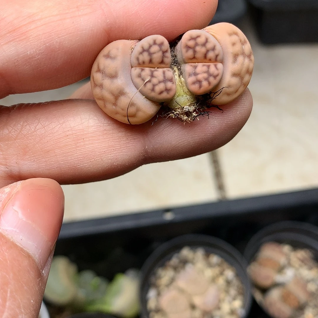 E305多肉植物保护研究所