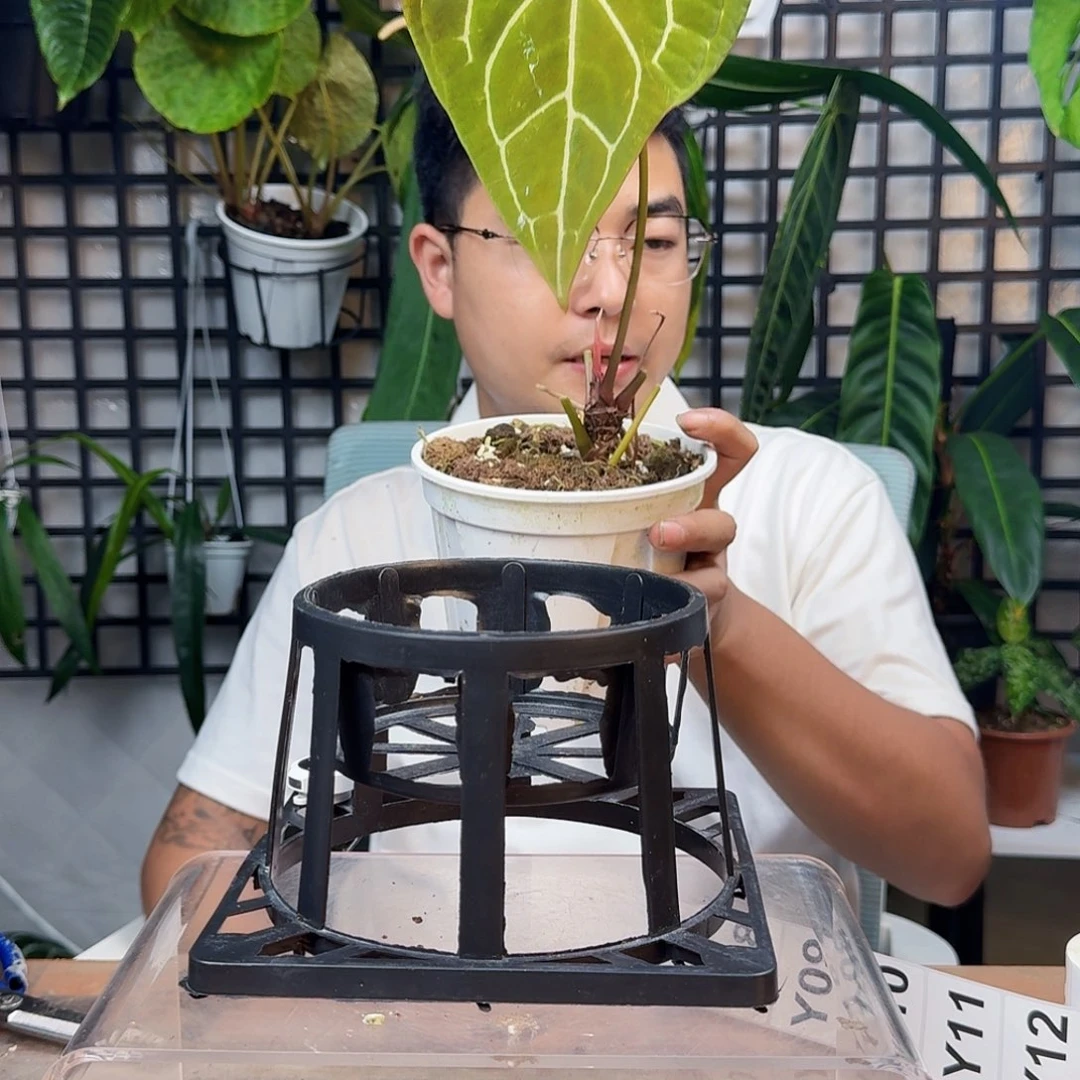刘***刘无花朵一物一拍Y08