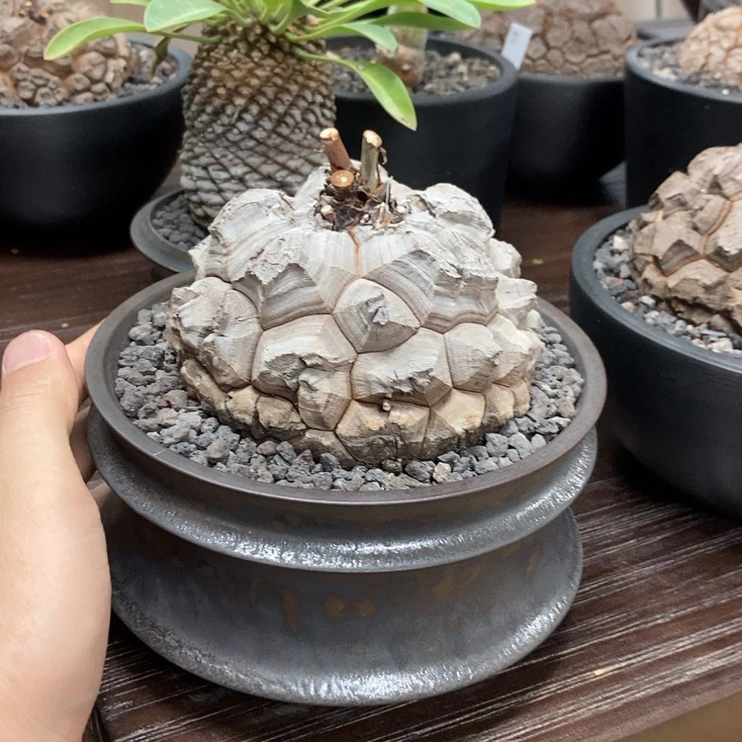 龟甲龙带盆包邮顺丰