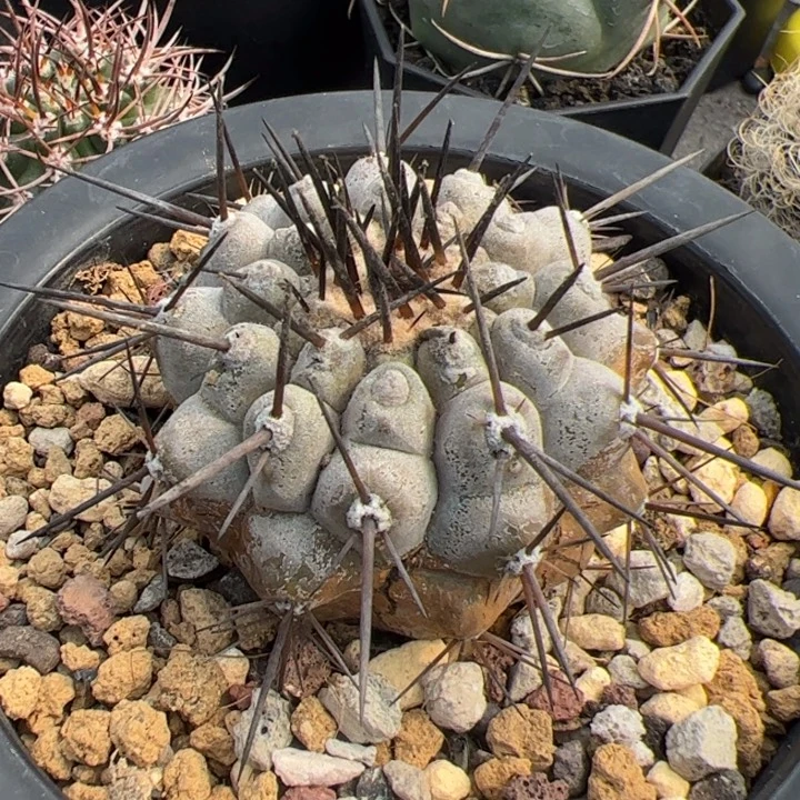 十***…开播福利开播福利