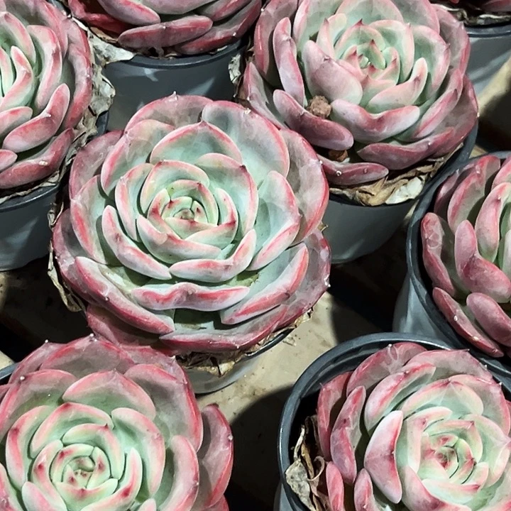 团 018  两盆  三文鱼