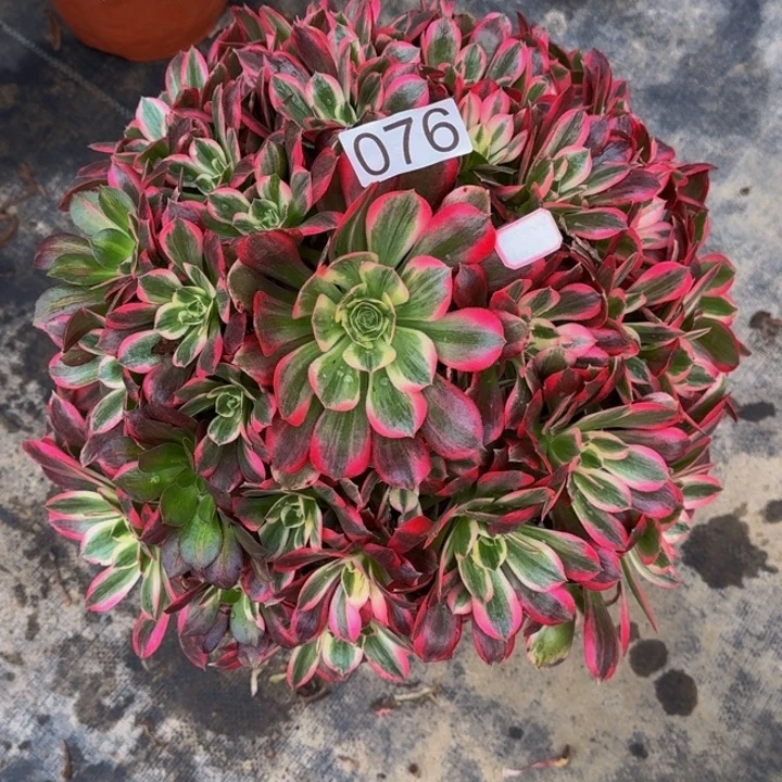 瘾***.00000000076花样年华