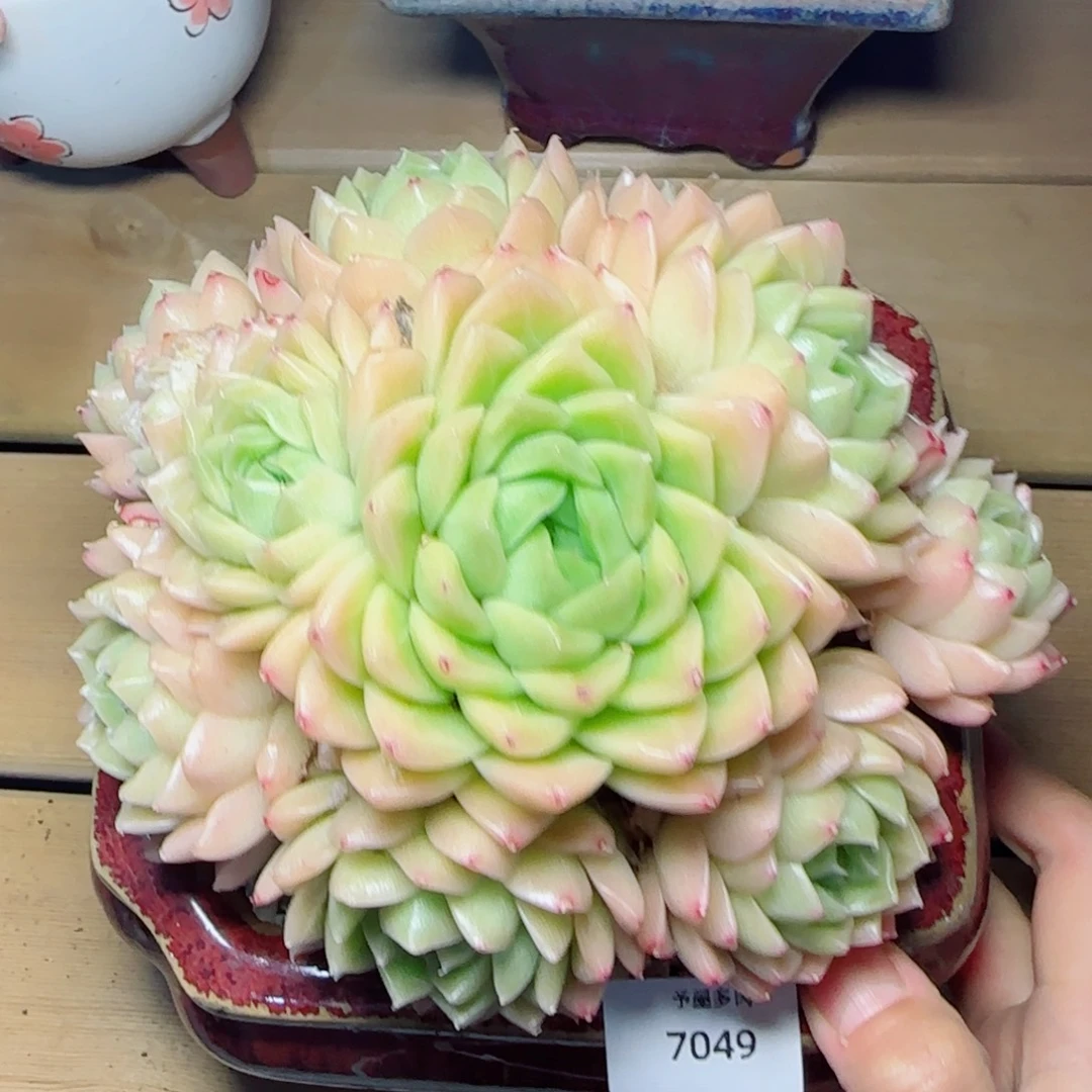 大麦秆群，7049多肉植物