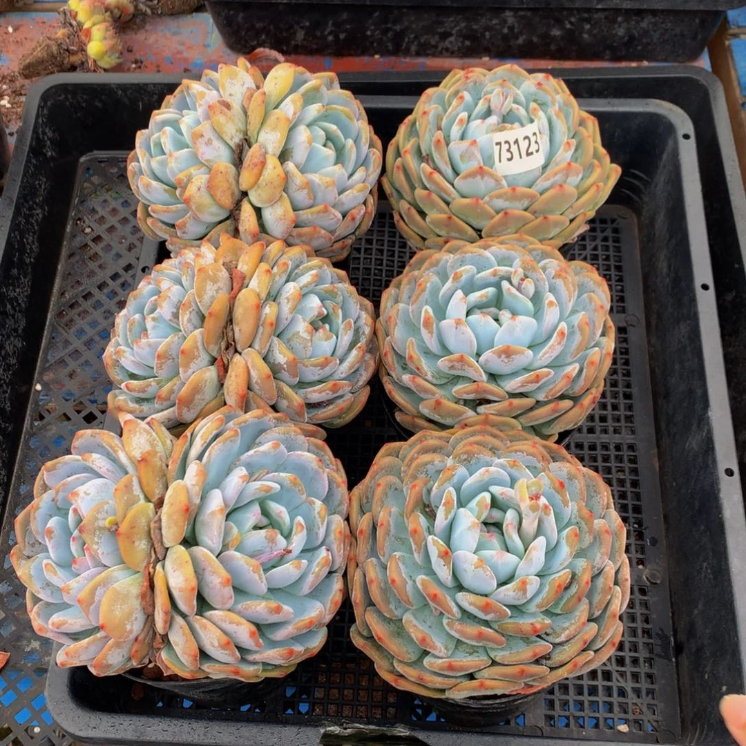 73123六个嗯嗯嗯嗯嗯嗯好喜欢