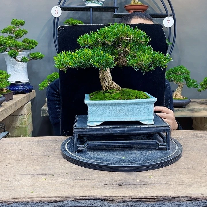 黄杨盆景四季常青不落叶