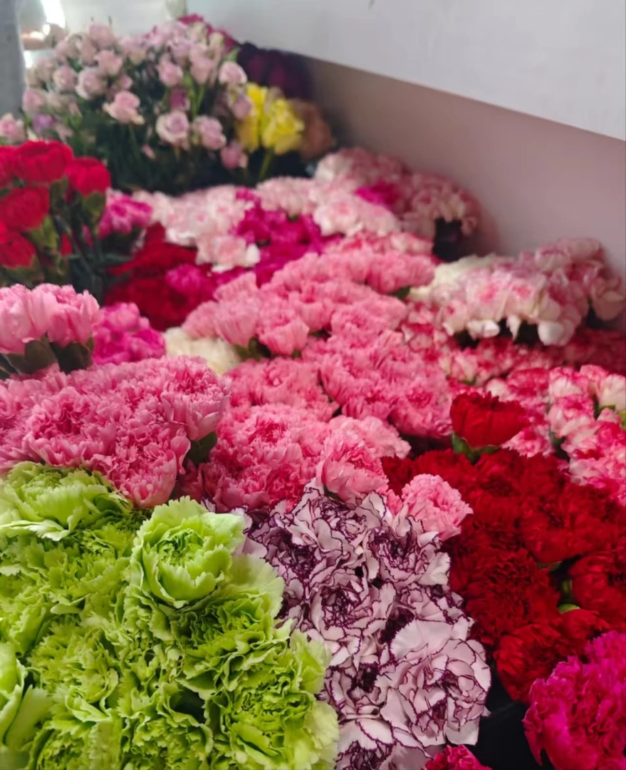 【母亲节福利康乃馨】云南鲜花基地直发家用鲜花送妈妈