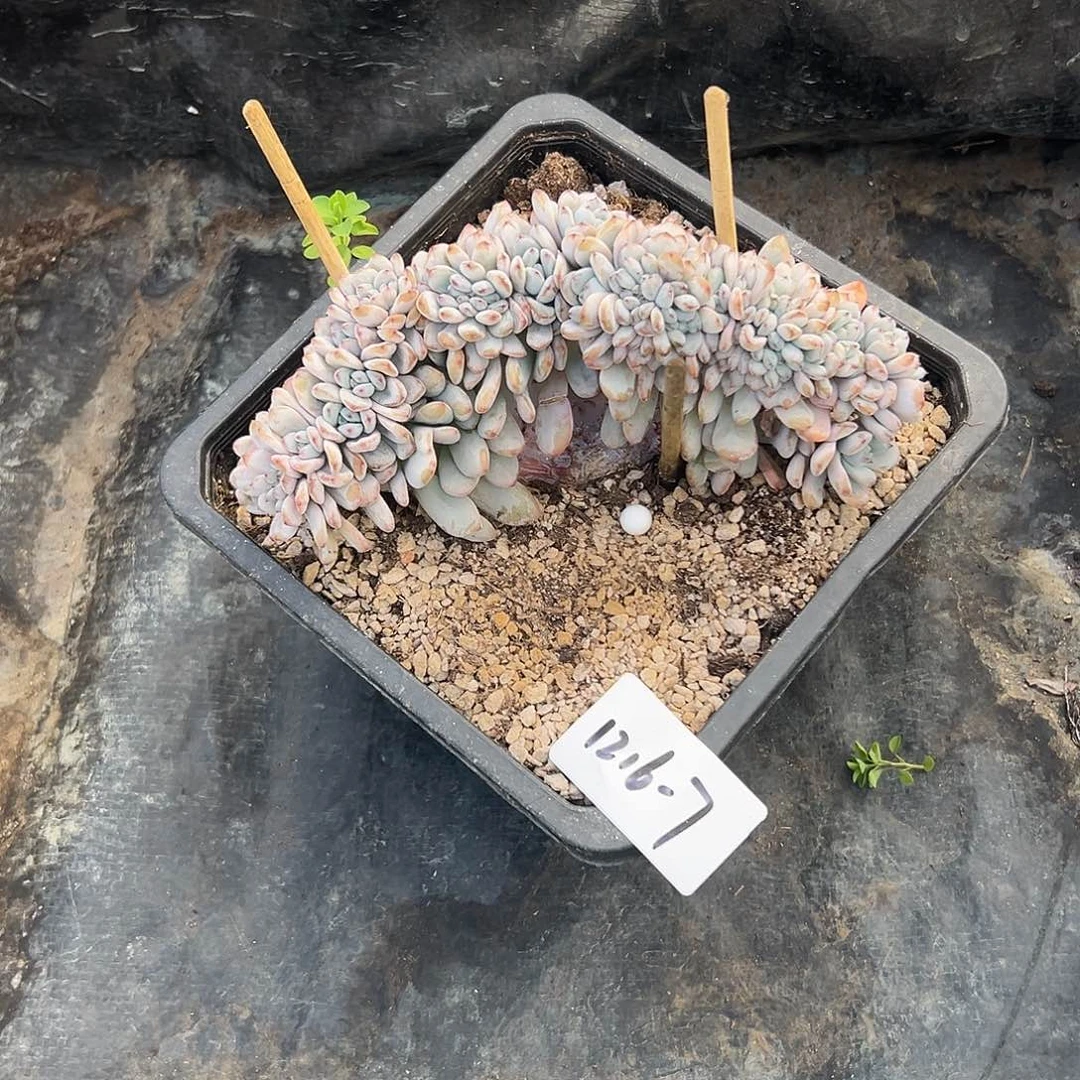 呗***、1216-7星星雪缀多肉植物