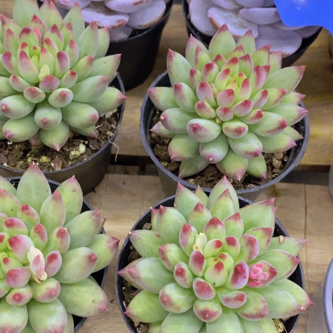 开心多肉，破价专场，不对比价格，不统计