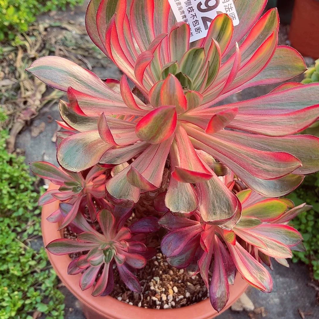 1棚法师000000000292