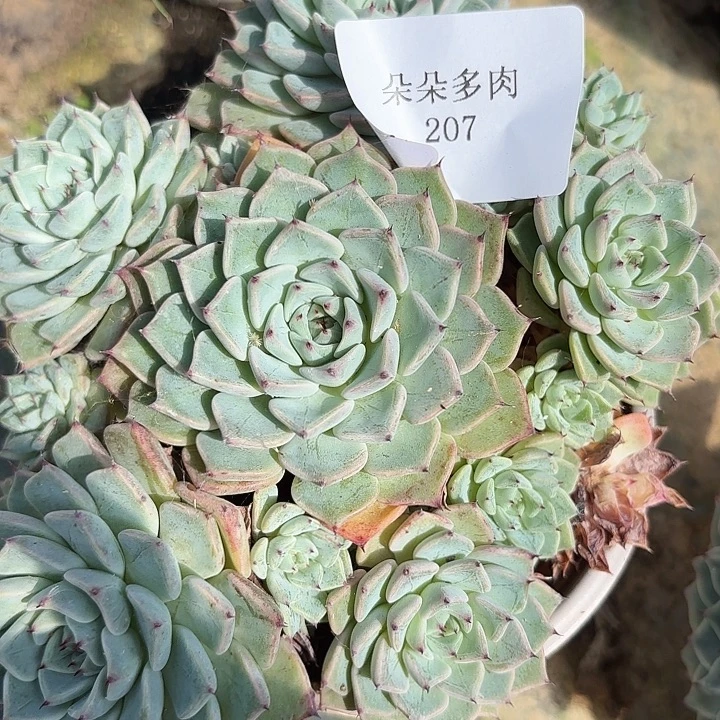 闪吼207呀呀呀呀呀雨啊