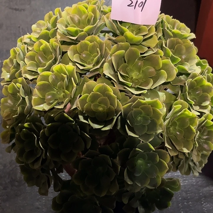 伴***生多肉植物保护专业2101