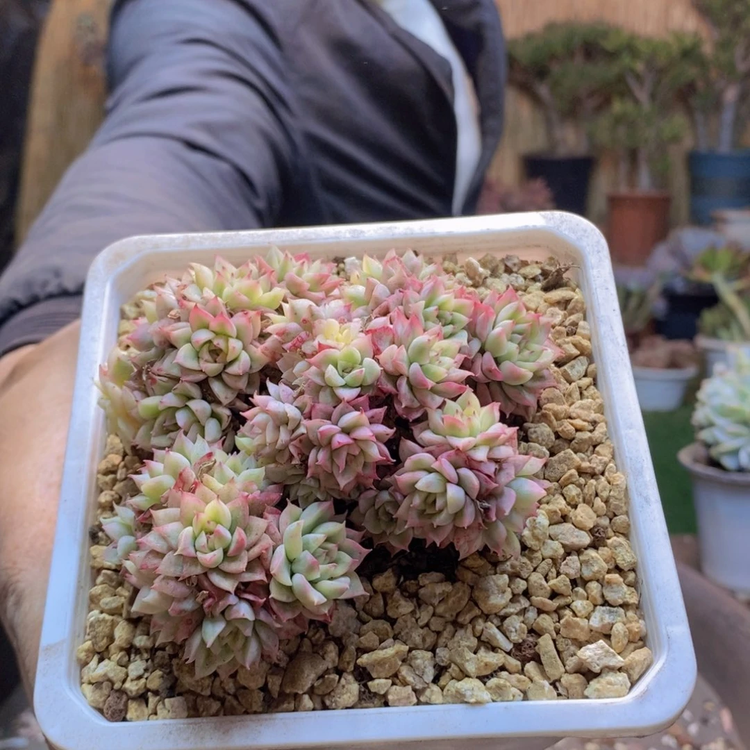 无*119女雏锦老桩多肉