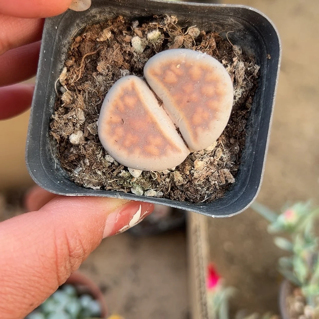 多肉植物生石花单头