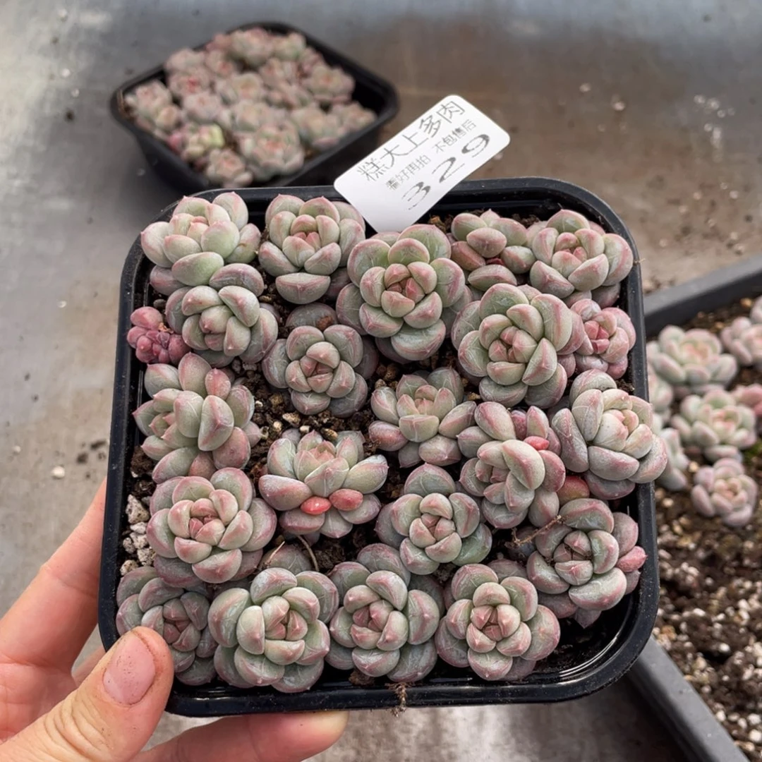 糕大上多肉植物329