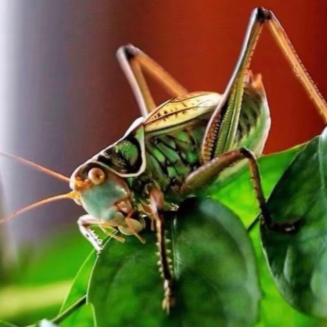 郝建伟六壳蝈蝈（非成虫）