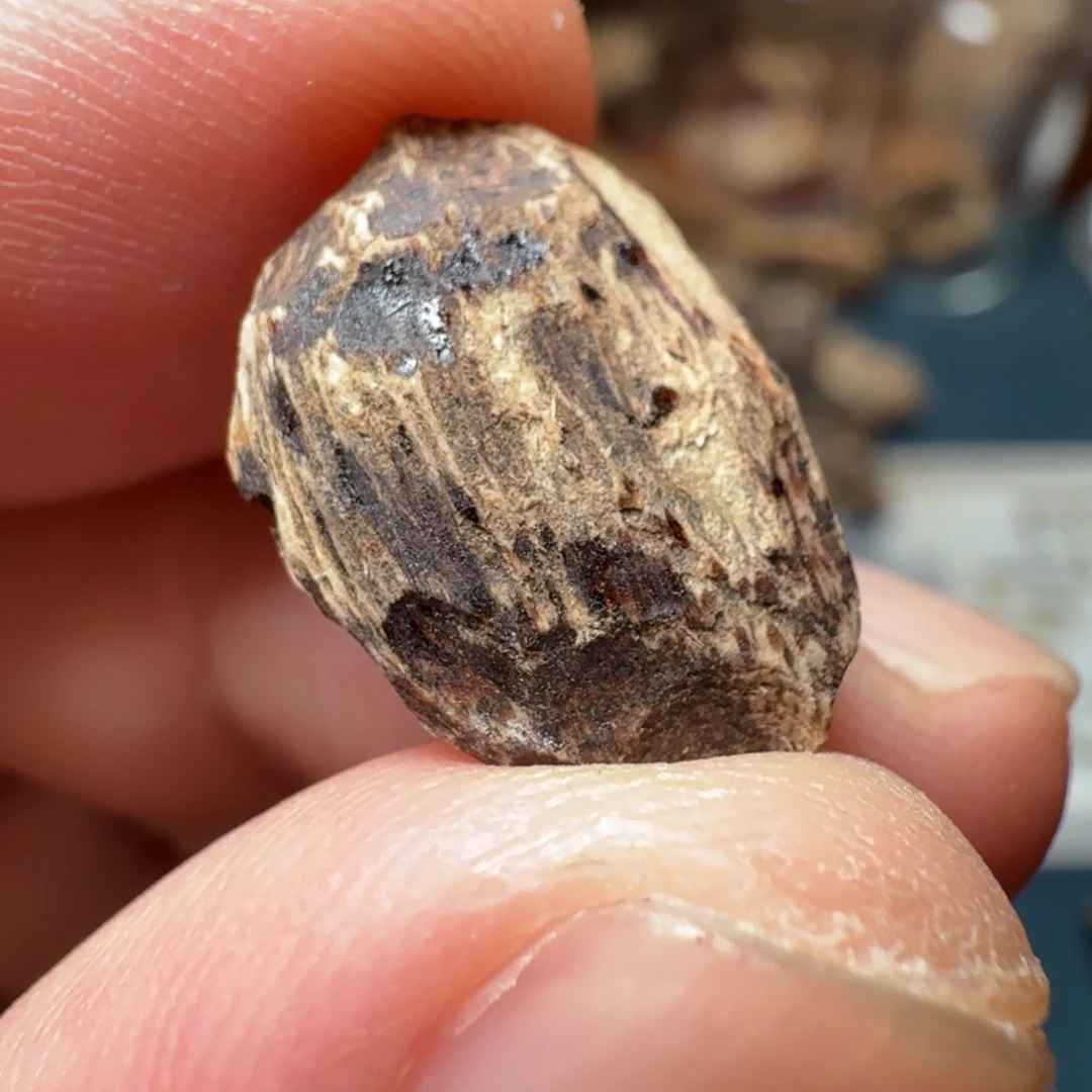 沉香斯里兰卡瓜子