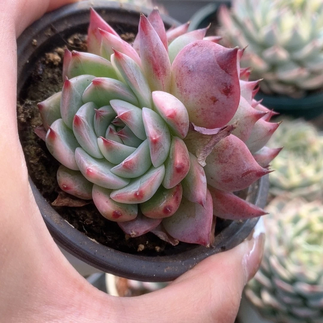 105锦锦锦锦锦锦锦锦