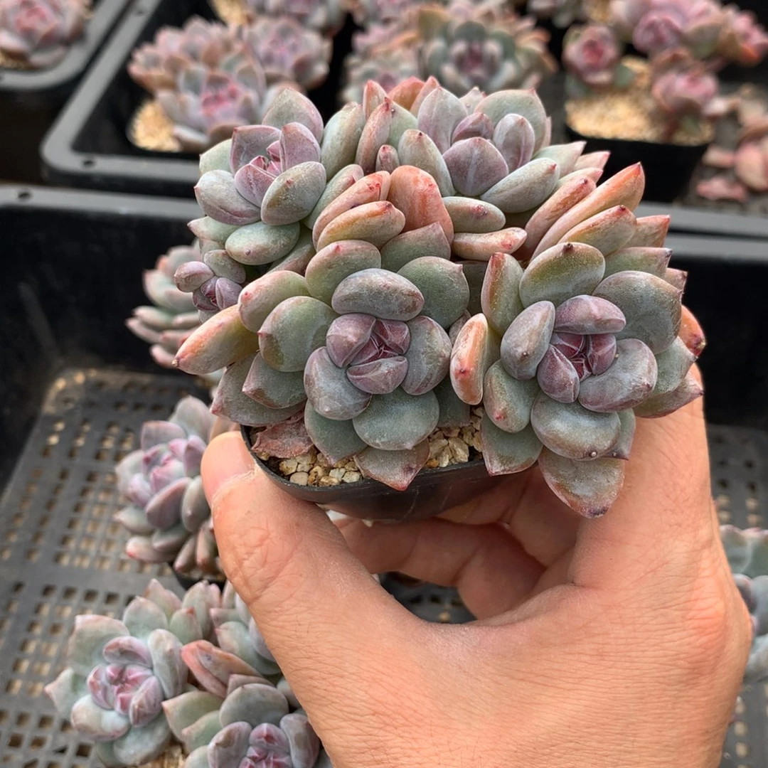 六***六突尼斯发货多肉