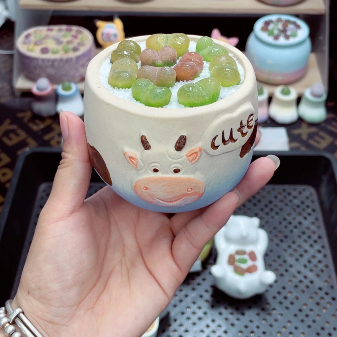 w5517 带盆土发货一物一拍