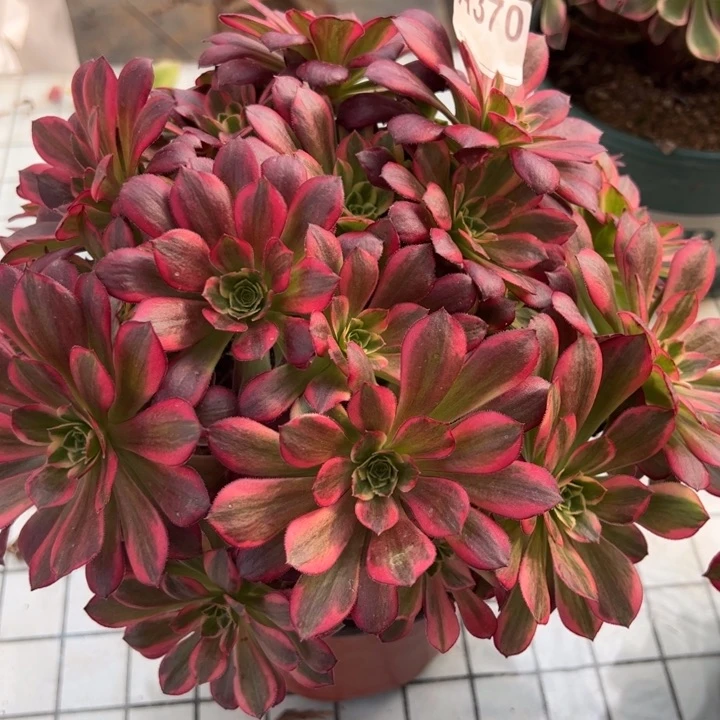 370安娜25厘米左右