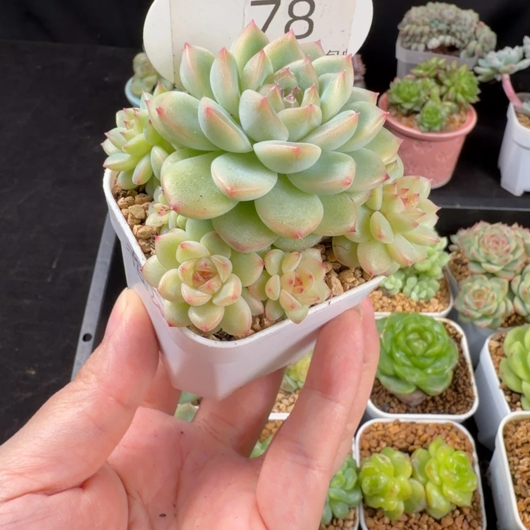 珍妮五头群一颗78号