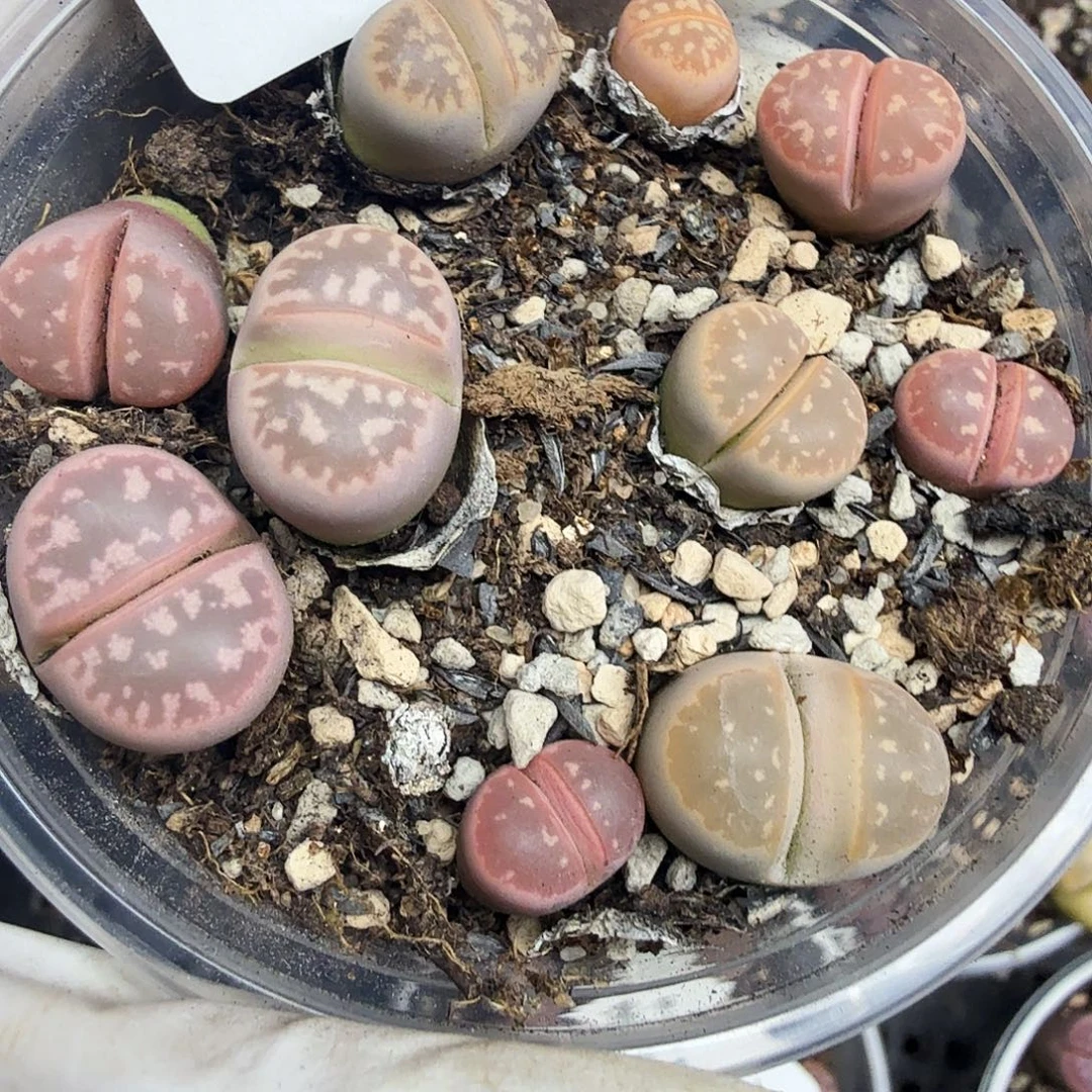 你要吃好睡的多一点喔哦279好