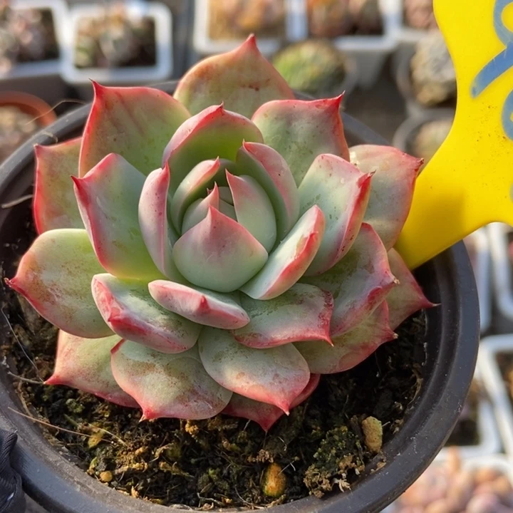 901惊鸿仙子多肉植物