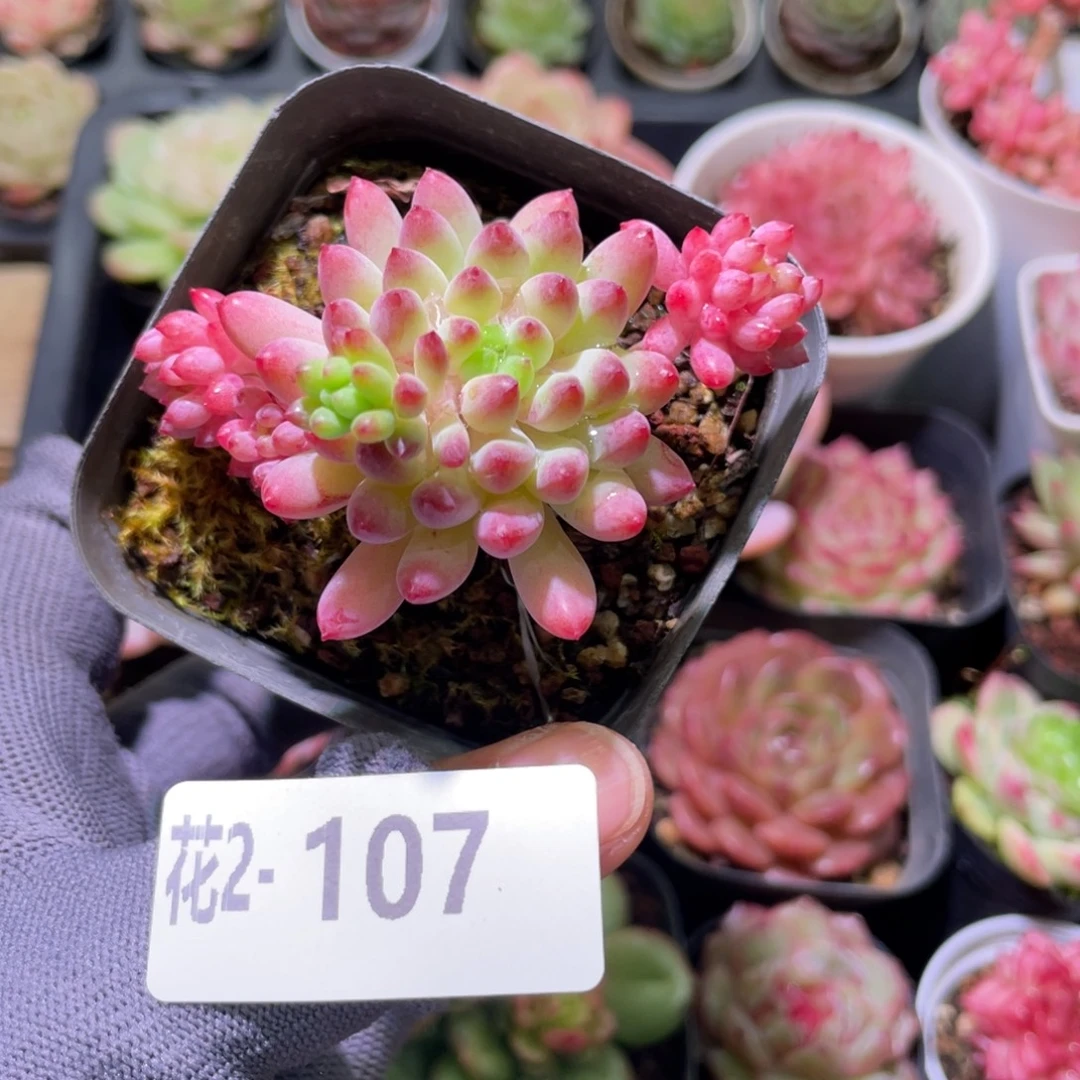 花利美  2-107烟-花