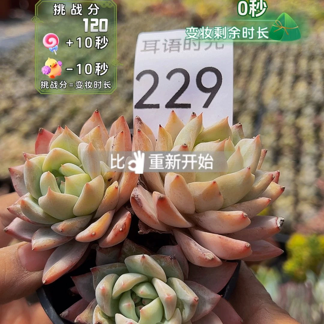 229粉蓝鸟，带盆带土发货