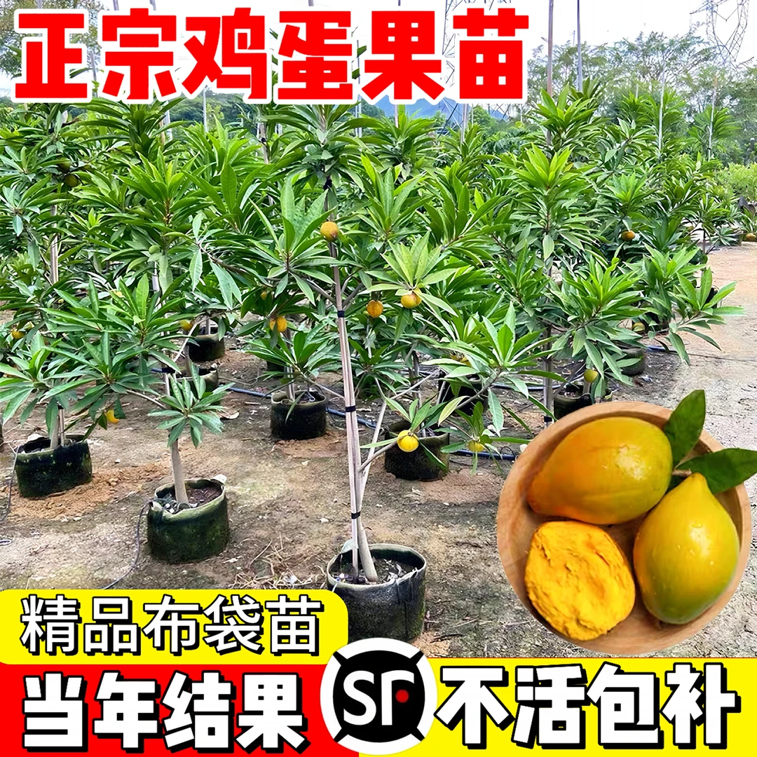 正宗耀堂仙桃苗蛋黄果苗树苗鸡蛋果苗四季种植当年结果苗