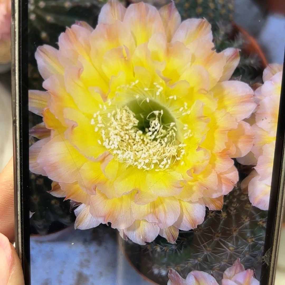 彩草青青20号6.5公分左右