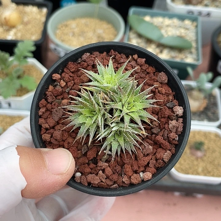 070玻利维亚坨坨凤