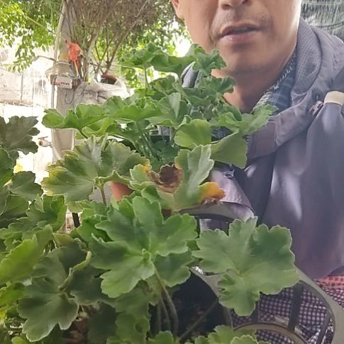无花朵赤魅，娜娜，马赛琳娜。摩洛哥