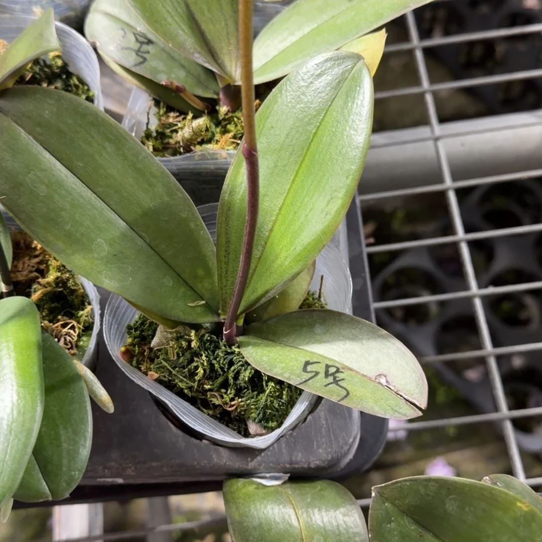 中***流无花朵6号巫毒娃娃