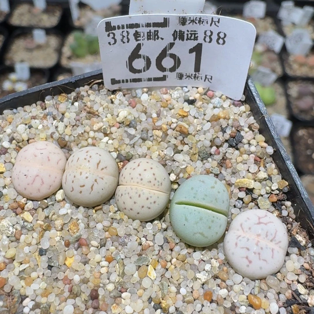 zzzzz精品生石花661