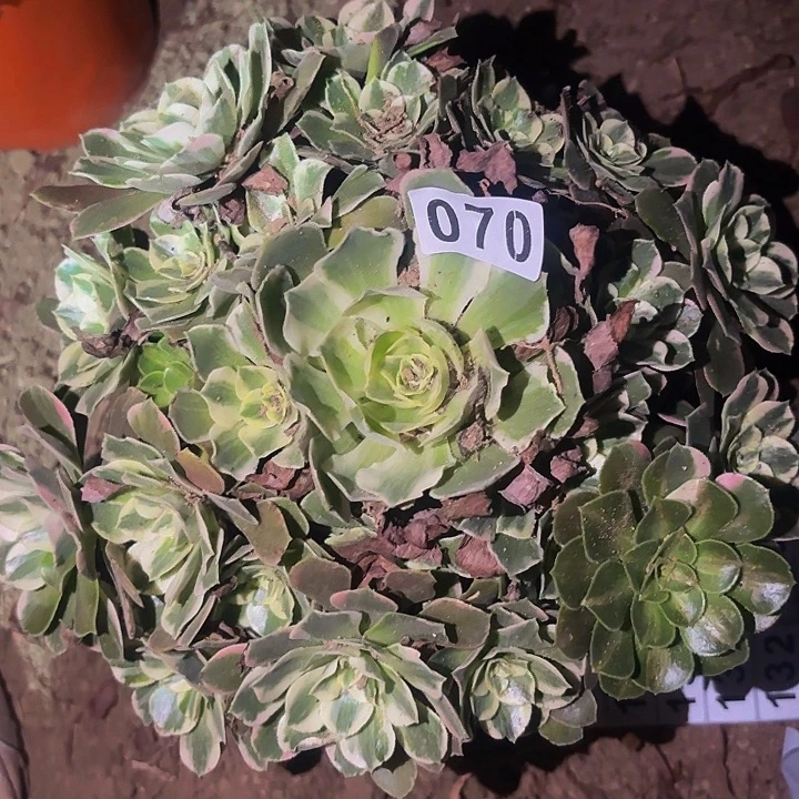 070男神多肉植物不售后