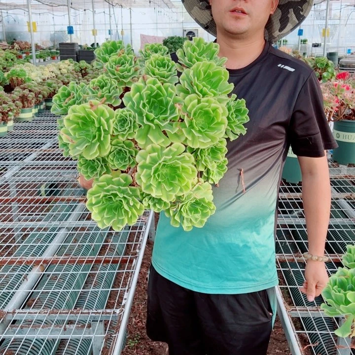 大颗绿豆沙多肉法师