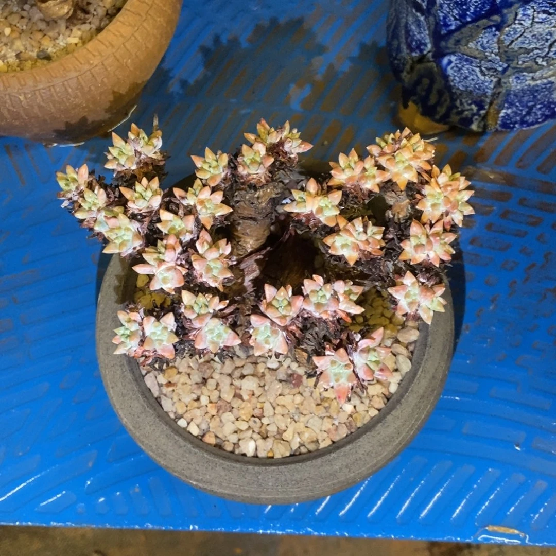 n34白菊多肉植物啦啦啦
