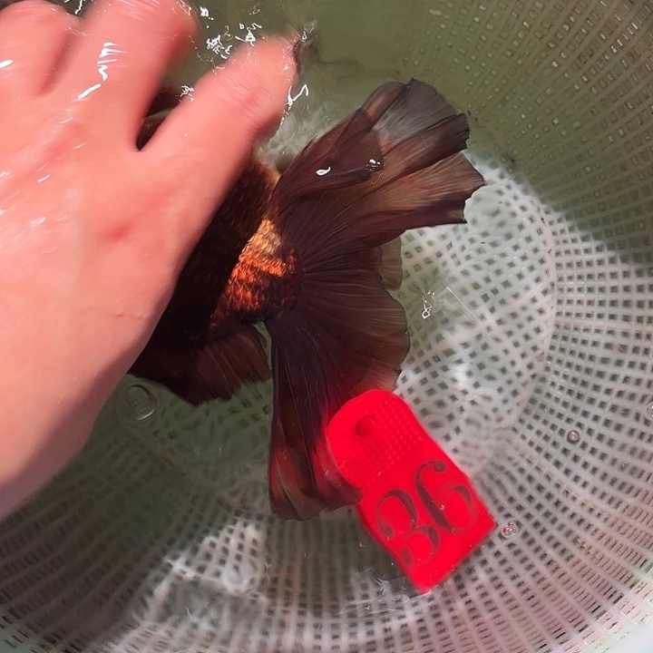 金鱼36号尺寸13-15区间