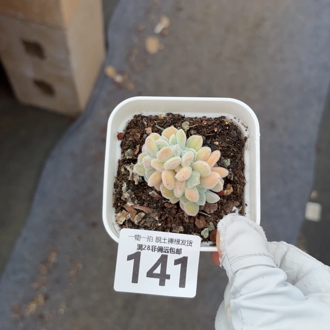 雪晃星无盆土发货