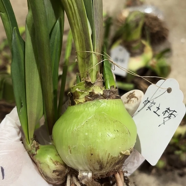 无花朵朱顶红少女之梦双花箭6+2侧