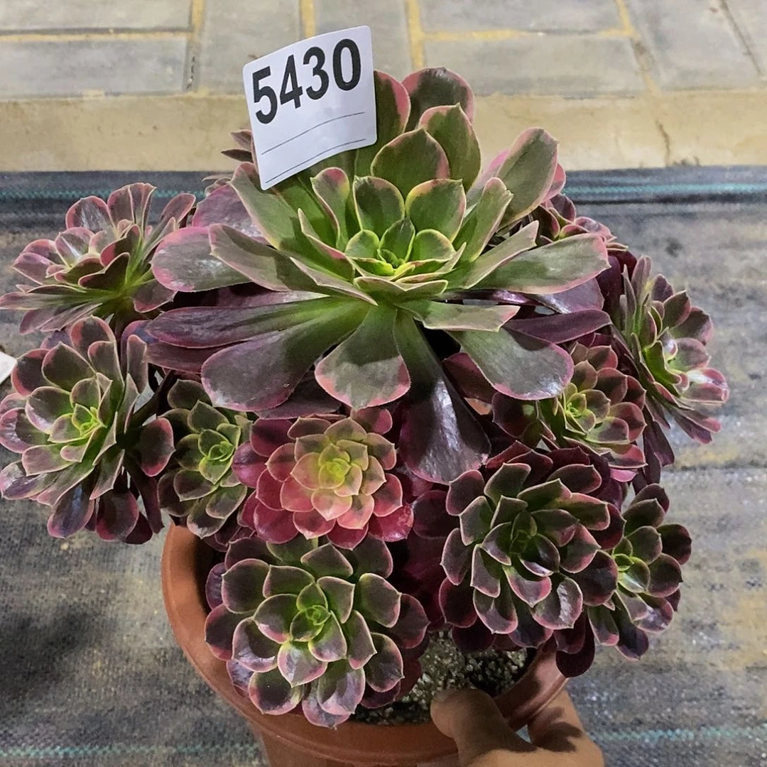 5430金丝雀玫瑰阴阳44444444444