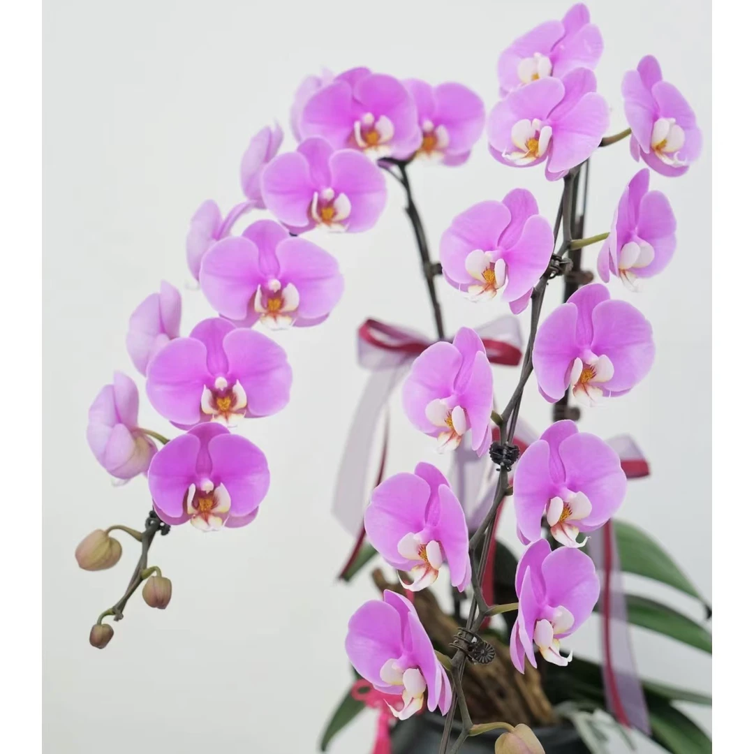 【思芹花卉|双梗安娜龙兰蝴蝶兰】点缀生活的鲜花，年宵花顺丰冷链