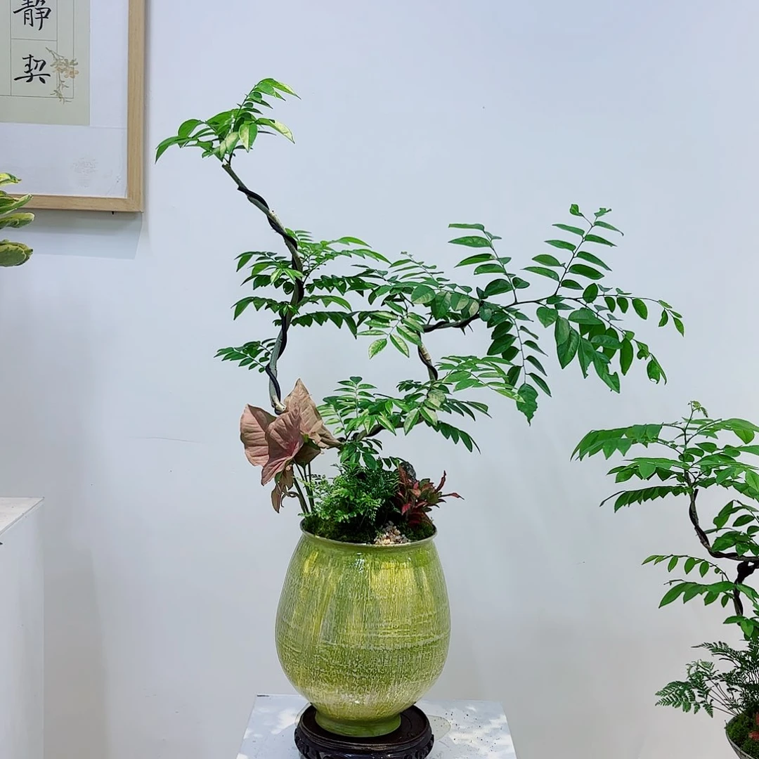 无花朵风*高端盆景一物一拍