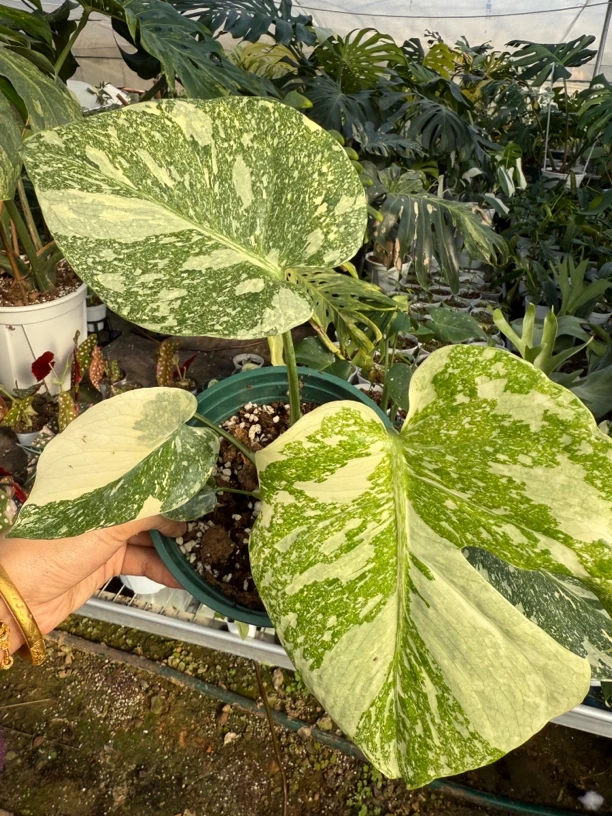 那家热植店洒金龟背竹，一物一拍