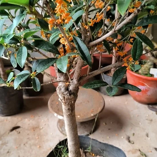 若***贝完全开放八月桂花艳红