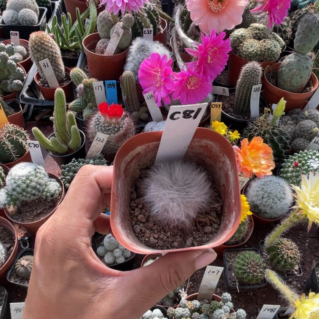 ****安多肉植物仙人球系列